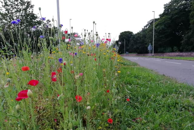 Could colourful scenes like this become more common in South Ribble?