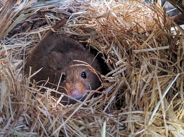 Lakeland Wildlife Oasis. Harvest mice in lockdown.