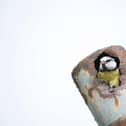 Blue tit Cyanistes caeruleus, adult leaving nest which is in a rusty pipe, Hertfordshire. Photo: Ben Andrew (rspb-images-com).