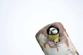 Blue tit Cyanistes caeruleus, adult leaving nest which is in a rusty pipe, Hertfordshire. Photo: Ben Andrew (rspb-images-com).