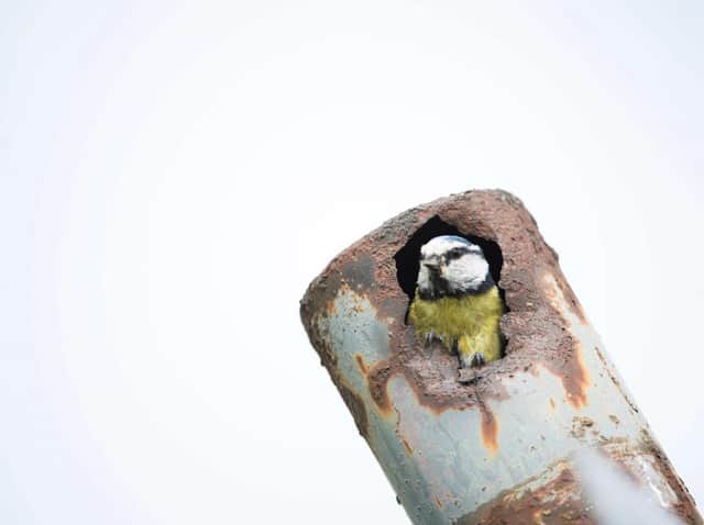Blue tit Cyanistes caeruleus, adult leaving nest which is in a rusty pipe, Hertfordshire. Photo: Ben Andrew (rspb-images-com).