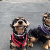 Say cheese! Cocker spaniels Bracken and Winnie 'smile' for the camera as the strong winds leave them looking like they are grinning.