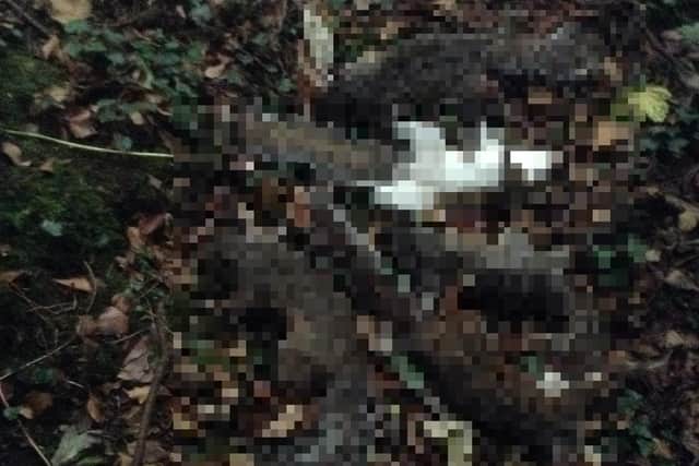 A dog walker made a grisly discovery in Hyning Scout Wood near Carnforth. We have pixelated the image to avoid causing distress.