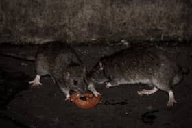 Rodent infestations have surged during lockdown