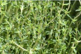 Thyme can help with thrush