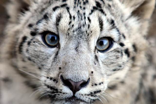 Chris the snow leopard