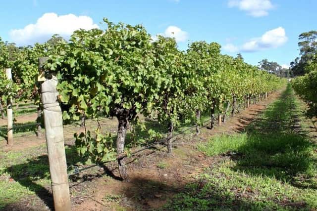 Vines in the Margaret River area of Western Australia, where cabernet and merlot grape varieties thrive