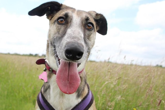 Dazzle would love a new home with owners who will appreciate her fun loving personality. She loves training so someone who will continue this will be perfect. She will need to be the only pet in an adult only home with no neighbouring animals as like all Lurchers she has a prey drive. She'll need a fully secure garden so she has somewhere to play off lead and enjoy her 'zoomies!' Her home would need to have few visitors due to her nervousness of new people but our Training Team will advise on how to introduce her to new people. She'll need her owners around all the time to help her settle in to her new life but in time she should be able to be left for short periods if this is done gradually.