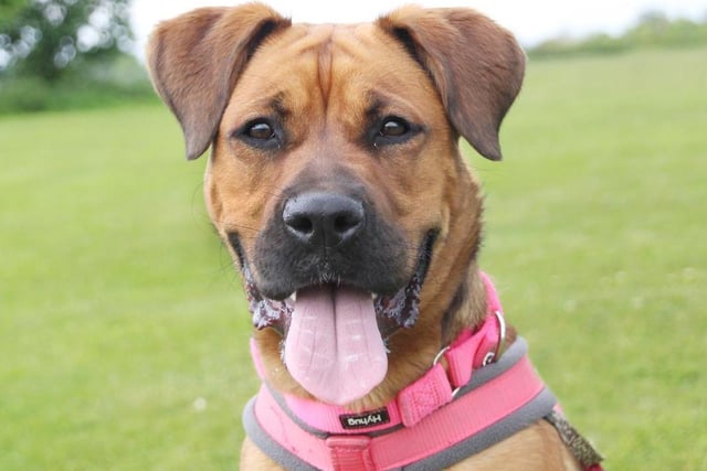Jessie must live with another playful similar sized dog who will act as a good role model for her and show her the ropes of home life. Jessie needs owners who are around a lot of the time, without lots of comings and goings and who do not mind a big dog on their furniture. She needs a home with people who are keen to do some training with her and provide her with lots of mental stimulation. Her new home will need to be within 1 hour of the Leeds rehoming centre as multiple visits will be needed before she's ready to fly the nest.