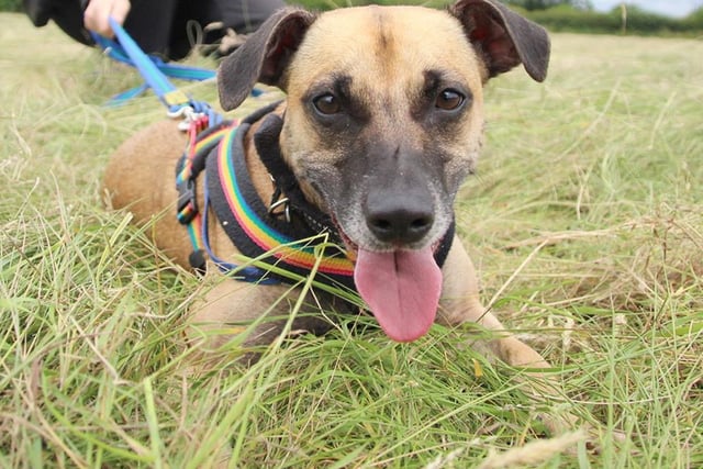 Jess is a fun and playful girl with lots of energy, everything is at 100 miles an hour ! however she loves to snuggle too. She loves cheese and will respond well during training sessions for a tasty treat. Jess will need a secure garden where she can run around and play with her toys !!