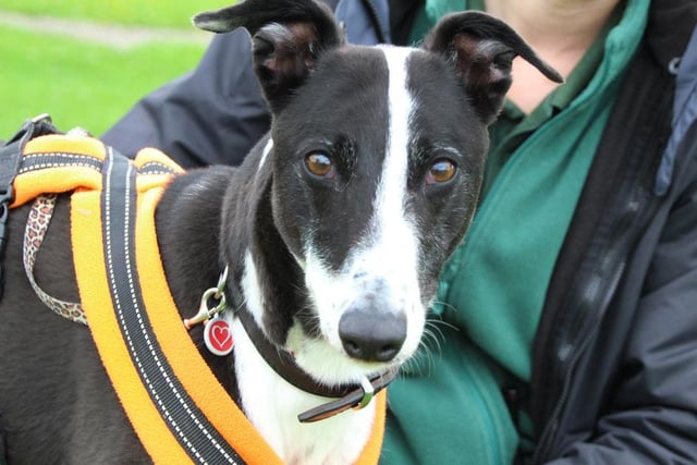 Poppy would love a home with an active family who will spend quality time with her and take her on plenty of exciting adventures. Due to her lack of social skills she will need to be the only pet. She will be fine living with children over 10 year old as she's a very playful and loving girl. Owners who will continue her training, especially her dog social skills will be perfect. A secure garden with high fence will help with her housetraining refresher and give her somewhere to explore off lead.