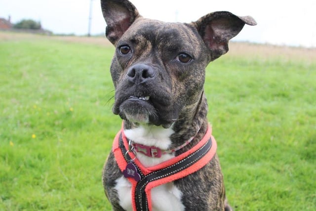 Jojo will need very experienced dog owners who will understand her training needs. Our Behaviour team will give you plenty of help and guidance on how to bring out her best qualities. She cannot live with any other pets but she is manageable around other dogs out and about and can eventually have walking buddies. Due to her anxieties she needs an adult only home with very few visitors. She will need her owners around all the time as she currently cannot be left at all. She'll need a fully secure garden, in a quiet area, where she can play and explore until her confidence grows and she's ready to start exploring the wider world. As she will need multiple visits at the centre and at home, any potential adopters will need to be within 1 hours drive of the Leeds rehoming centre.