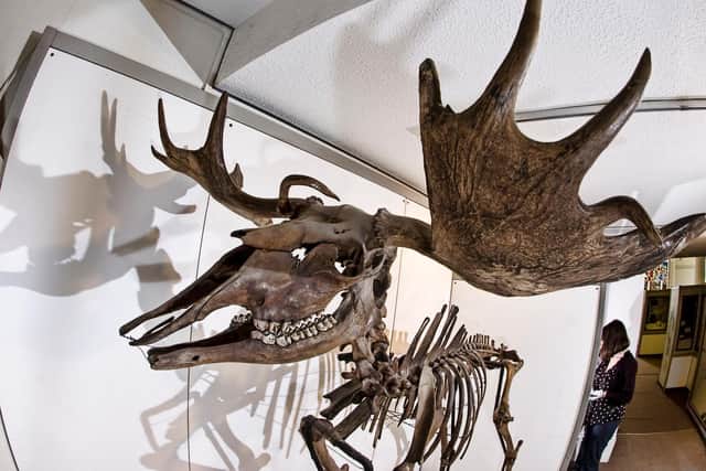 This week marks the 50th anniversary of the discovery of Carleton's Horace the elk, the ice age beast discovered in the 1970s during a bungalow demolition. Picture: Ian Robinson