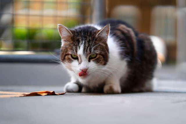 The UK has its first confirmed case of coronavirus in a pet cat.