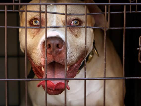 The Pit Bull terrier is a banned breed of dog in the UK and was bred for fighting. Photo credit: Dominic Lipinski/PA Wire.