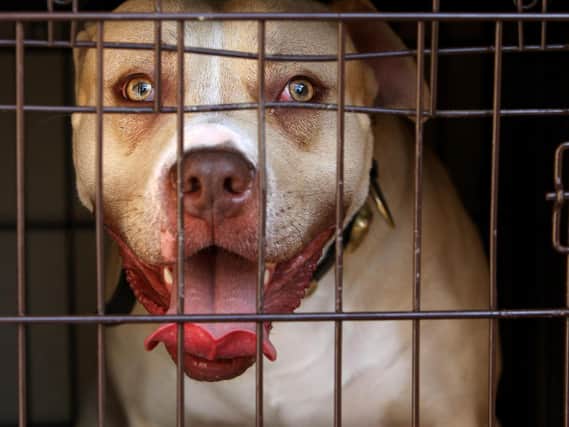 The Pit Bull terrier is among the four breeds of dog that are banned in the UK, which also include the Japanese Tosa, Dogo Argentino and Fila Braziliero. Photo credit: Dominic Lipinski/PA Wire.