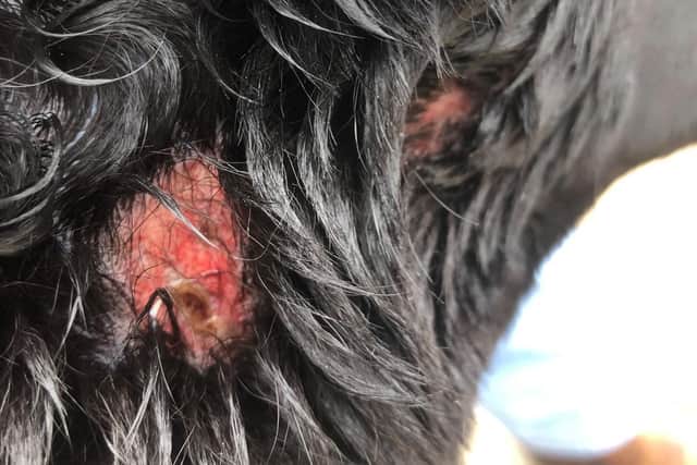 Bentley's injury after being attacked by what is thought to be a Staffordshire cross.