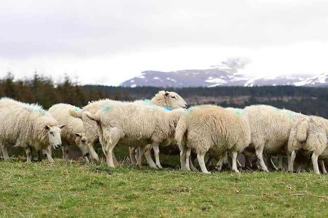 There was a spike in reports of livestock  mainly sheep and lambs  being stolen in April