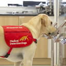Dogs could be used to uncover cases of Covid-19 in UK airports