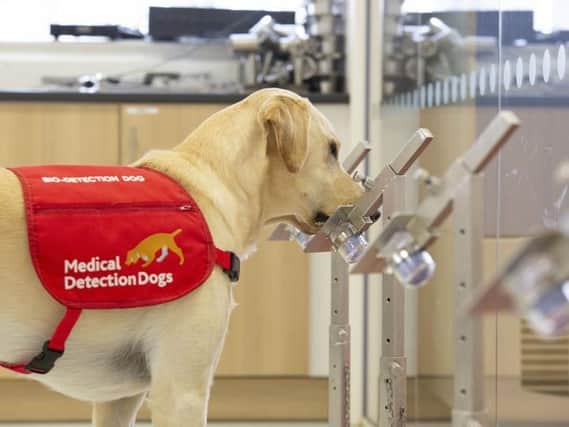 Dogs could be used to uncover cases of Covid-19 in UK airports