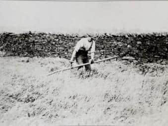 Cutting meadow grass, circa 1910. William Kenyon is pictured here cutting meadow grass with the traditional straight scythe. These scythes could have blades up to five feet long. They were superseded by the American curved handle scythe, which was smaller and easier to use.