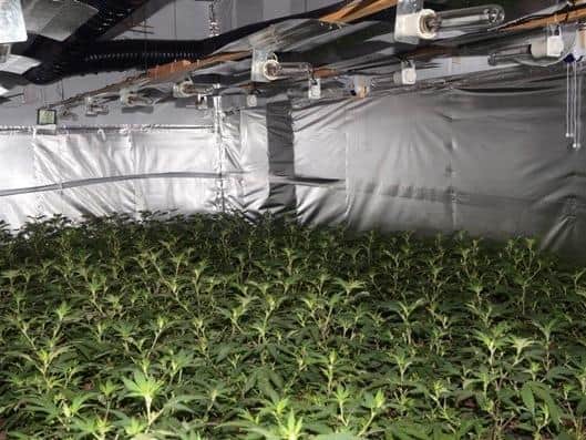 The grow consisted of nine rooms and over 3,500 cannabis plants of varying sizes, with a street value exceeding one million pounds. Pic: Lancashire Police