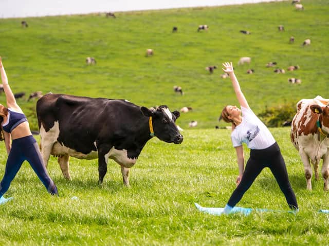 The experimental yoga class givespeople a chance to experience movement with cows