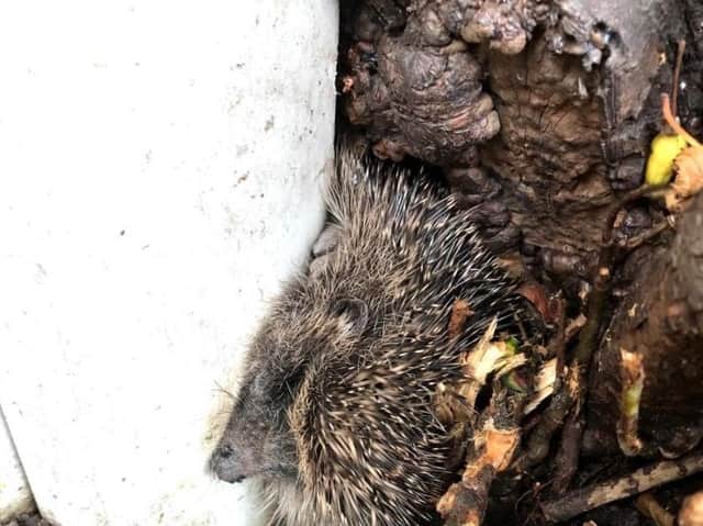 RSPCA workers rescued a trapped hedgehog in Blackpool