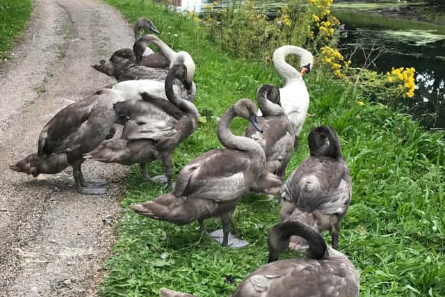 Concerns were raised for the family after they were spotted near acanal in Blackburn. (Credit: RSPCA)