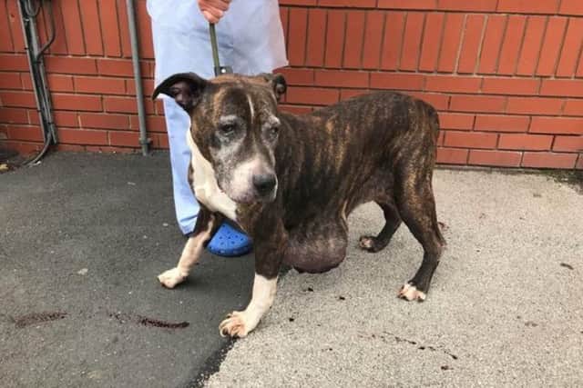 The female Staffordshire bull terrier cross was found in Bolton on Sunday