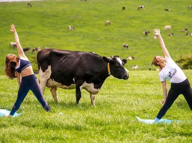 Lancashire Farm Dairies said the 'yoga with cows' class offered the "grounding effects of nature, natural sounds and music of the cow comrades”. Pic credit: Lancashire Farm Dairies