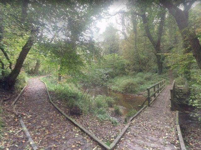 There's plenty to explore in the woods at Forge Valley. The walkway makes this option accessible to all ages.