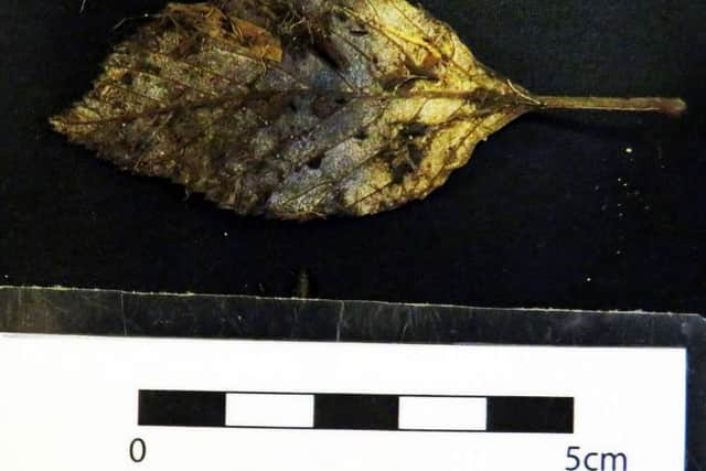 An ancient leaf found during the dig