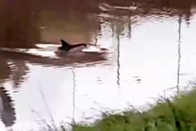 The dolphin surfaces in the River Nene