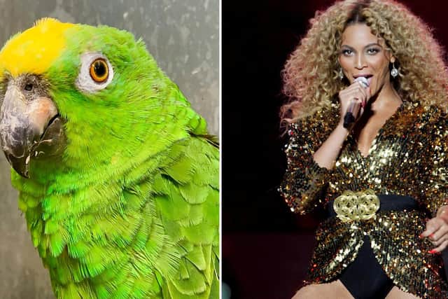 Chico, a nine-year-old Yellow-crowned amazon parrot, and Beyonce