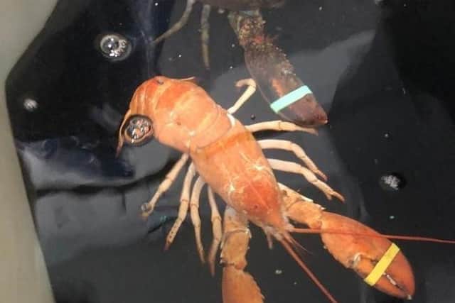 Clawdia the Canadian lobster was sent to Neve Fleetwood this week with the intention of being served up for dinner - but instead, her unusual orange colour  resulted in her becoming Blackpool Sealife Centre's latest resident.