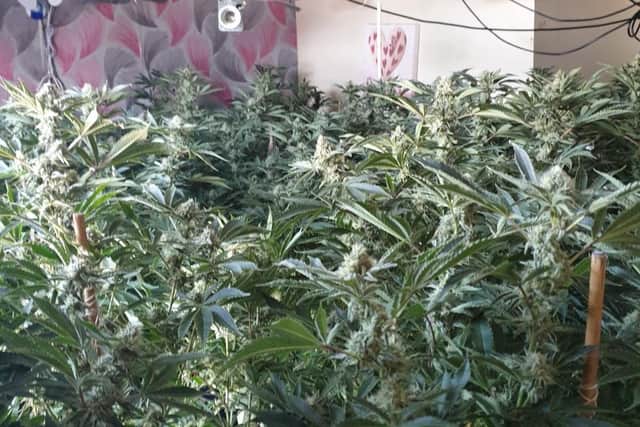 Cannabis plants with an estimated street value of more than £60,000, along with expensive propagation equipment, has been seized at a home in Blackburn Road, Oswaldtwistle on Friday, September 18. Pic: Lancashire Police
