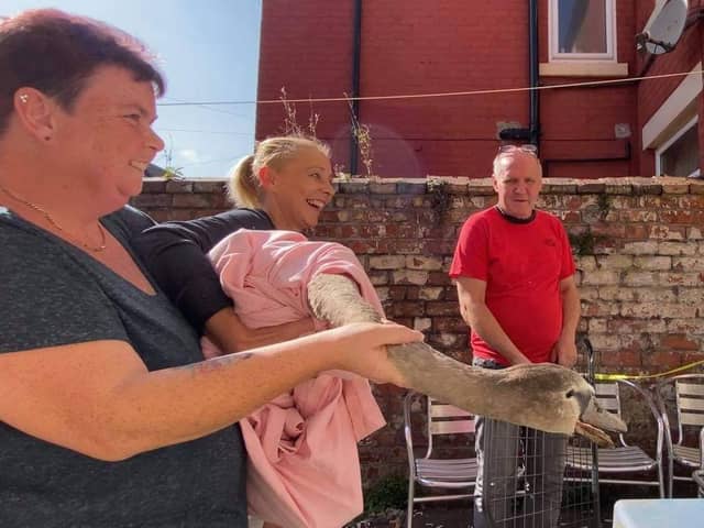 Julie and Jennifer saved the swan, trapped in the Eldon Street back yard and took it to Southport in a crate