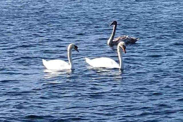 'Eldon' immediately began mixing with other swans at the Southport marina