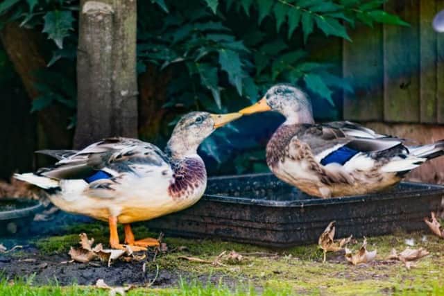 The two ducks, that were born with angel wing, are unable to fly like their siblings