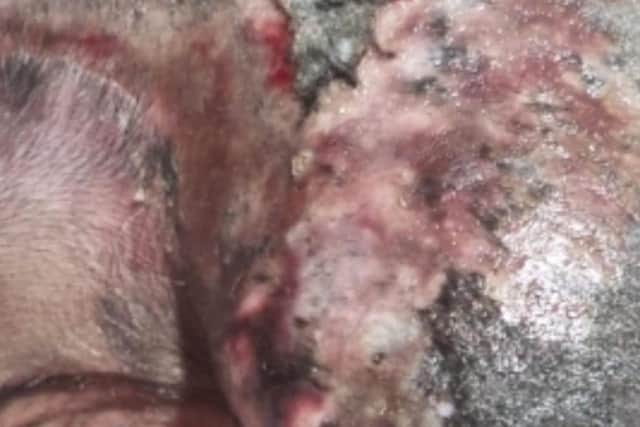 Some of Patch's sores had festered and the skin tissue had become necrotic