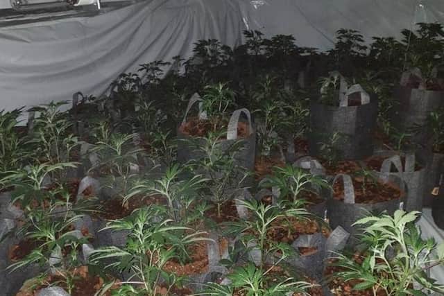 Over 320 cannabis plants were found inside the disused Wellington Hotel. (Credit: Lancashire Police)