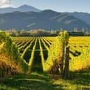 Marlborough: Home of stunning New World wines which exploded our taste buds