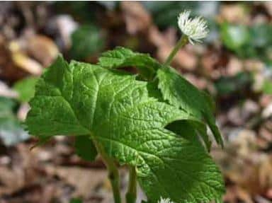 Goldenseal