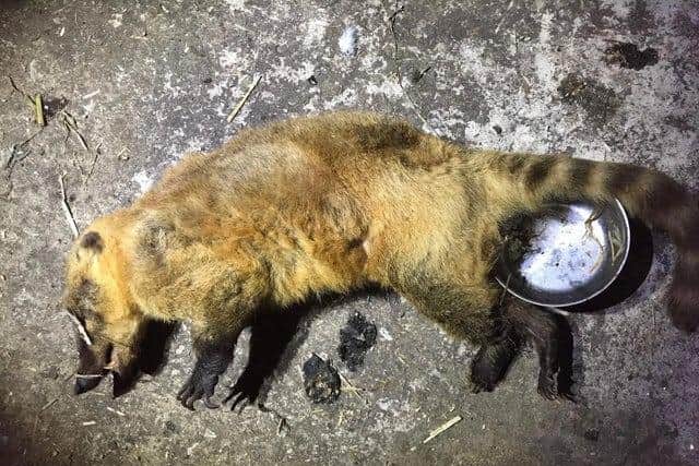 One if the rare animals that tragically died during Tomes last set of offences