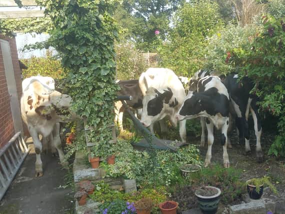 A herd of 15 cows made their way into Martin's garden last week