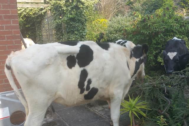 The cows trespassed into the Chorley back garden twice in nine days