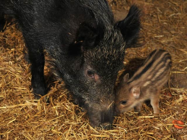 Wild boar and boarlet photographed at Bowland Wild Boar Park in January, 2018.