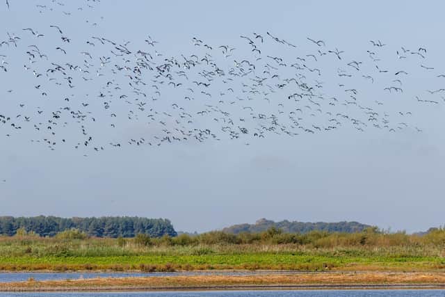 Birds flying into the reserve. Picture by Chris Short