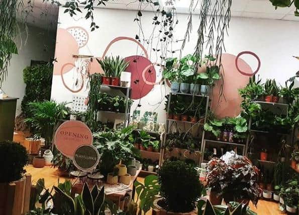The PlantJunkie store